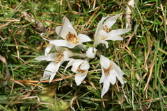 Colchicum crocifolium