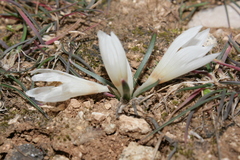 Colchicum crocifolium