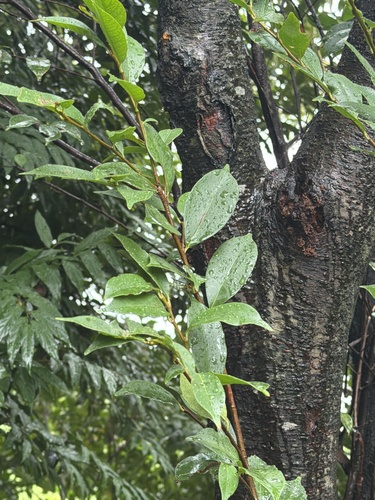 Prunus spinulosa observed 2026-10-05