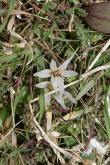Colchicum crocifolium