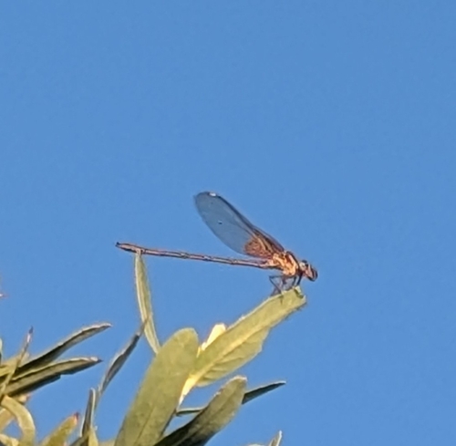American Rubyspot