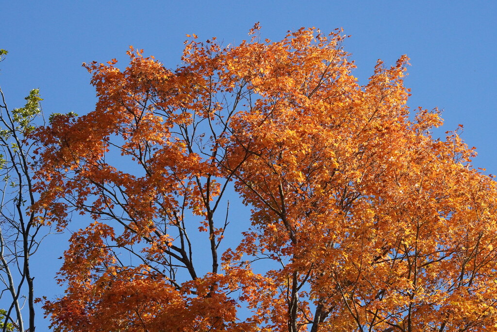 The upper crown of a sugar maple, wholly orange against a blue sky, beside a tree still green.