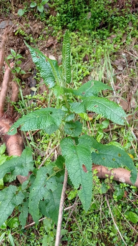 Senecio otites, 2026-10-04