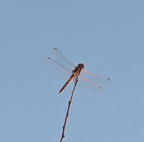 Variegated Meadowhawk