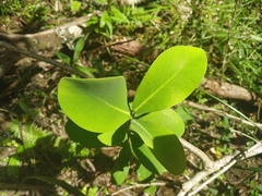 Daphnopsis racemosa