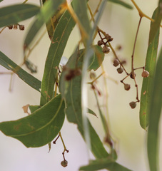 Eucalyptus coolabah