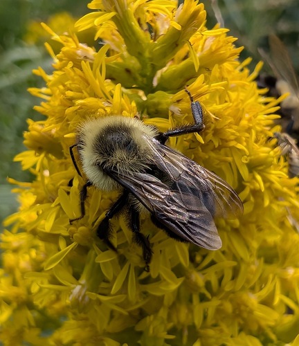 Common Eastern Bumble Bee