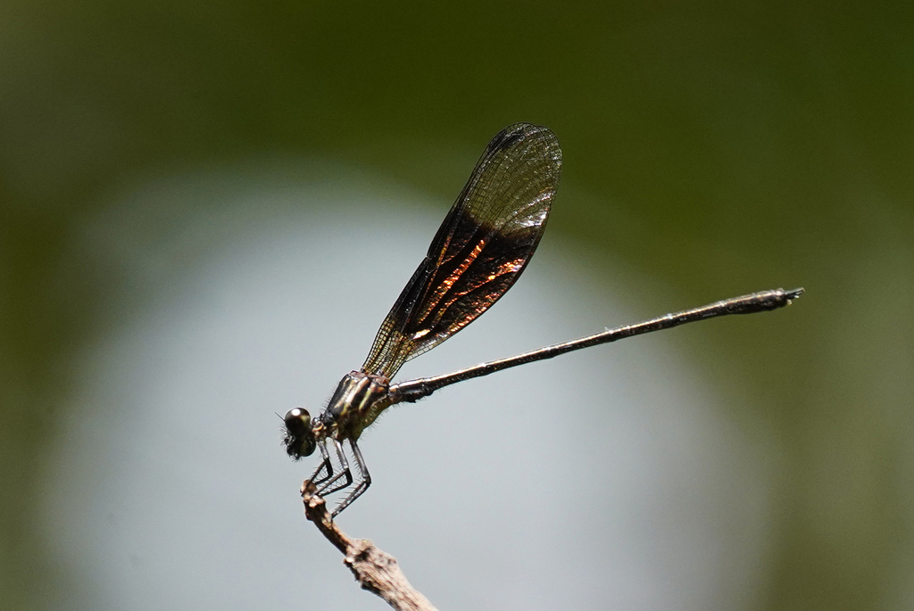 Miocora aurea