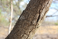Eucalyptus coolabah