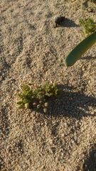 Daucus pumilus