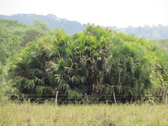 Sabal mauritiiformis