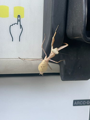 Arizona Mantis