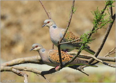 European Turtle Dove photo 6