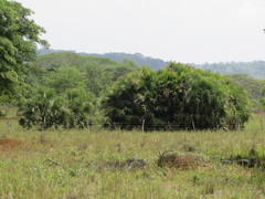 Sabal mauritiiformis