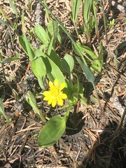 Ranunculus alismifolius