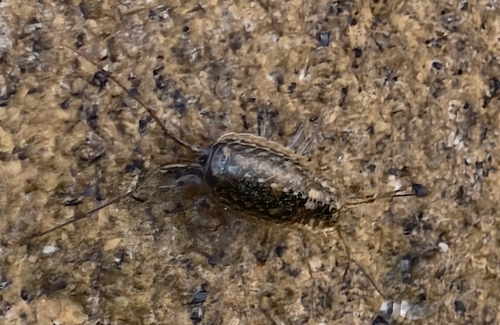 Wharf Louse