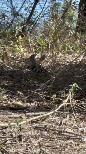 Common Hoopoe