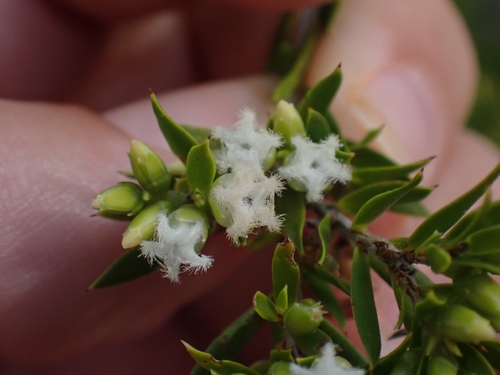Styphelia leptospermoides, 2026-10-04