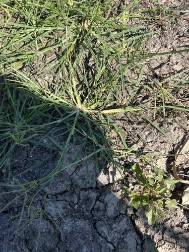 Goose Grass