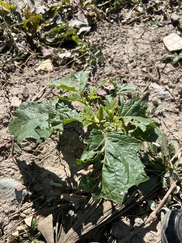 jimsonweed