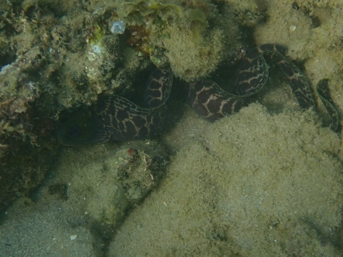 Gymnothorax undulatus observed 2026-10-05