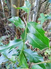 Maytenus ilicifolia