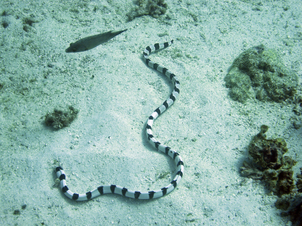 Myrichthys