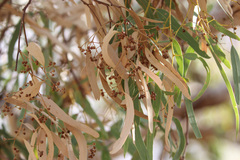 Eucalyptus coolabah