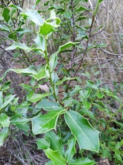 Maytenus ilicifolia
