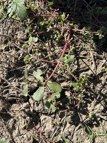 Common Purslane