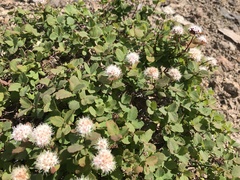 Spiraea beauverdiana