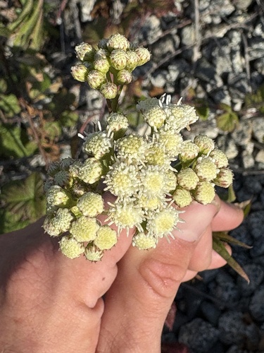 Baccharis douglasii, 2026-10-04