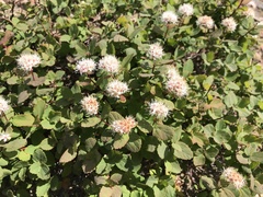 Spiraea beauverdiana