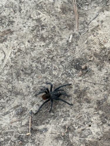 Grand Canyon Black Tarantula