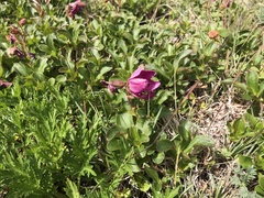 Rhododendron camtschaticum