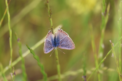 Pea Blue