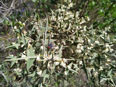 Colletia paradoxa