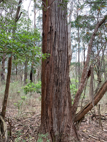 Eucalyptus globoidea, 2026-10-05