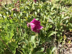 Rhododendron camtschaticum