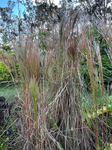 Andropogon bicornis observed 2026-10-04