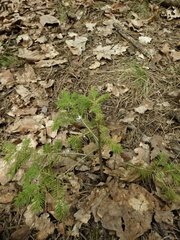 Picea abies