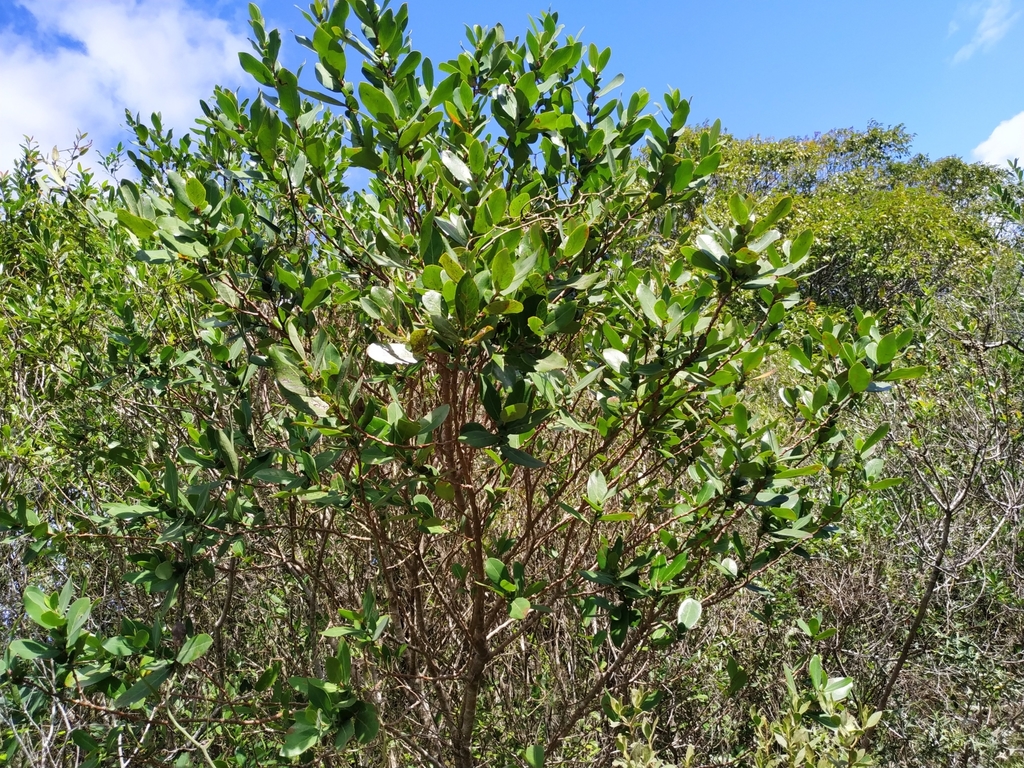 Azara uruguayensis; photograph (c) Noelia, some rights reserved (CC BY)