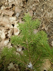 Picea abies