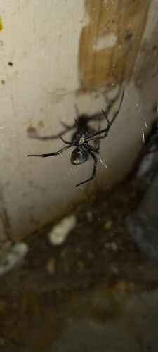 Western Black Widow