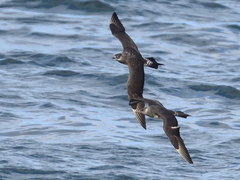 Stercorarius parasiticus