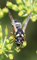 Stenodynerus toas