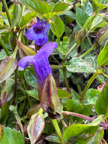 Torenia asiatica observed 2026-10-04