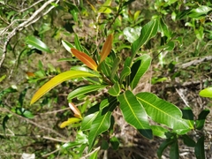 Lithraea brasiliensis