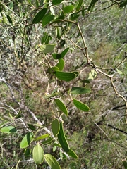 Smilax campestris