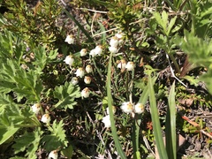 Cassiope lycopodioides